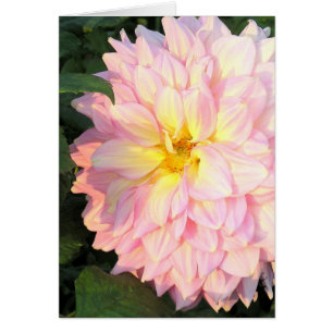 PINK DAHLIA MIT TOUCH VON GELB (FOTOG)