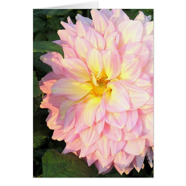 PINK DAHLIA MIT TOUCH VON GELB (FOTOG) (Vorne)