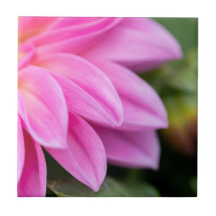 Pink Dahlia Petals Fliese