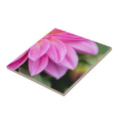 Pink Dahlia Petals Fliese (Seite)