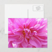 Pink Dahlia Postkarte (Vorne/Hinten)