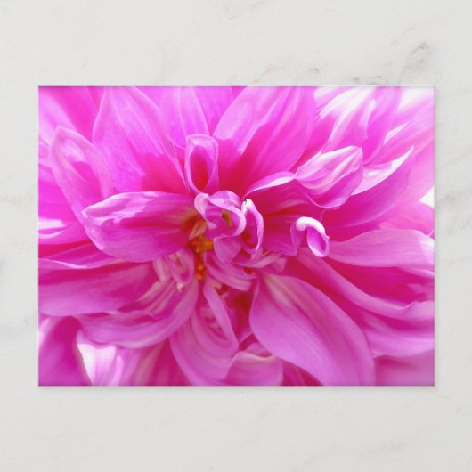 Pink Dahlia Postkarte (Vorderseite)
