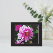 Pink Dahlia Postkarte (Stehend Vorderseite)