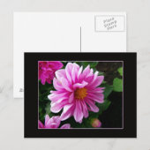 Pink Dahlia Postkarte (Vorne/Hinten)