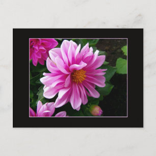 Pink Dahlia Postkarte