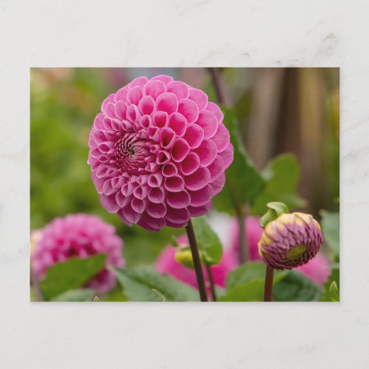 Pink Dahlia Postkarte (Vorderseite)