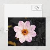 Pink Dahlia Postkarte (Vorne/Hinten)