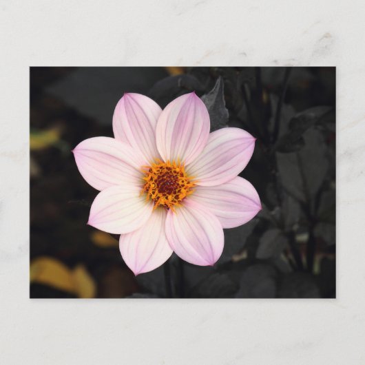 Pink Dahlia Postkarte (Vorderseite)