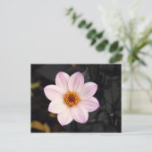 Pink Dahlia Postkarte (Stehend Vorderseite)