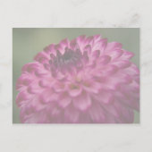Pink Dahlia Save the Date Postkarte (Rückseite)