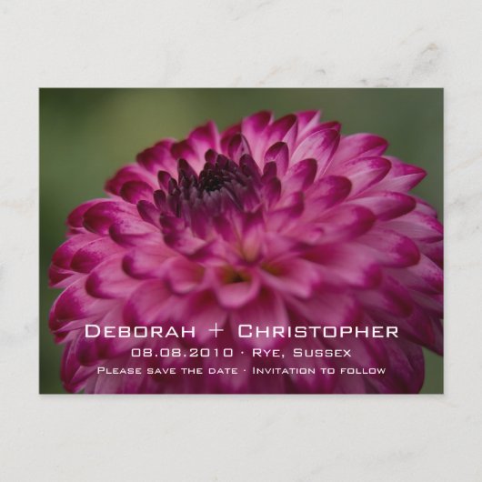 Pink Dahlia Save the Date Postkarte (Vorderseite)