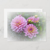 Pink Dahlias Postkarte (Vorne/Hinten)