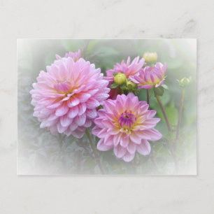 Pink Dahlias Postkarte