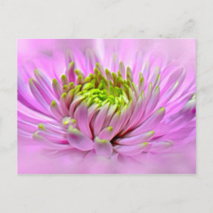 Pink Dahlie Ornamental Blume Postkarte