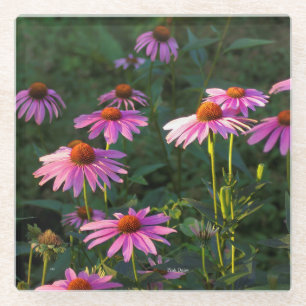 Pink Daisies Glas Untersetzer