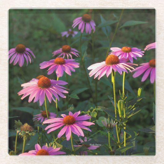 Pink Daisies Glas Untersetzer (Vorderseite)