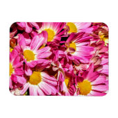 Pink Daisies Magnet (Horizontal)