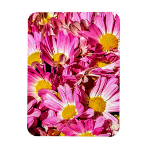 Pink Daisies Magnet