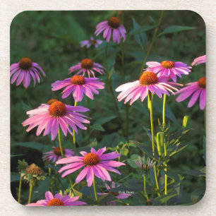 Pink Daisies set of 6 plastic coasters Getränkeuntersetzer