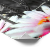 Pink Daisis: Farbdruckfoto der rosa Blume Poster (Ecke)