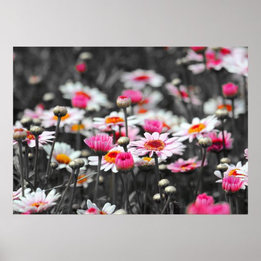 Pink Daisis: Farbdruckfoto der rosa Blume Poster (Vorne)
