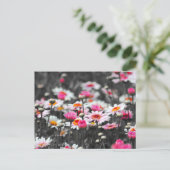 Pink Daisis: Farbdruckfoto der rosa Blume Postkarte (Stehend Vorderseite)