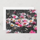 Pink Daisis: Farbdruckfoto der rosa Blume Postkarte (Vorne/Hinten)