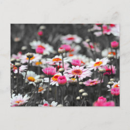 Pink Daisis: Farbdruckfoto der rosa Blume Postkarte