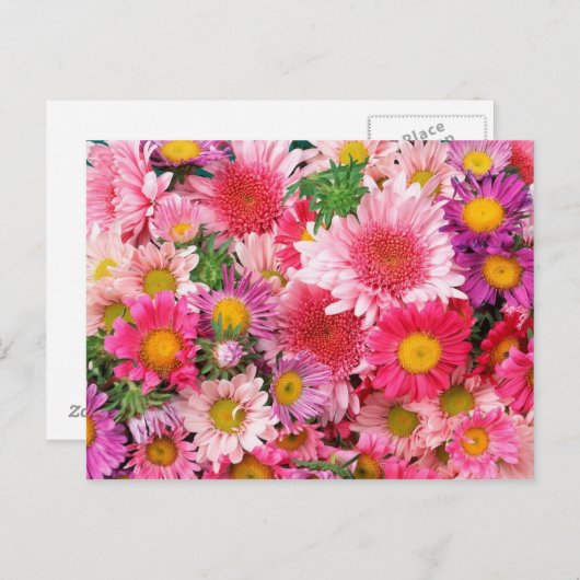 Pink Daisis Postkarte (Vorne/Hinten)