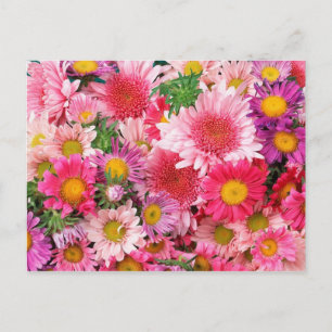 Pink Daisis Postkarte
