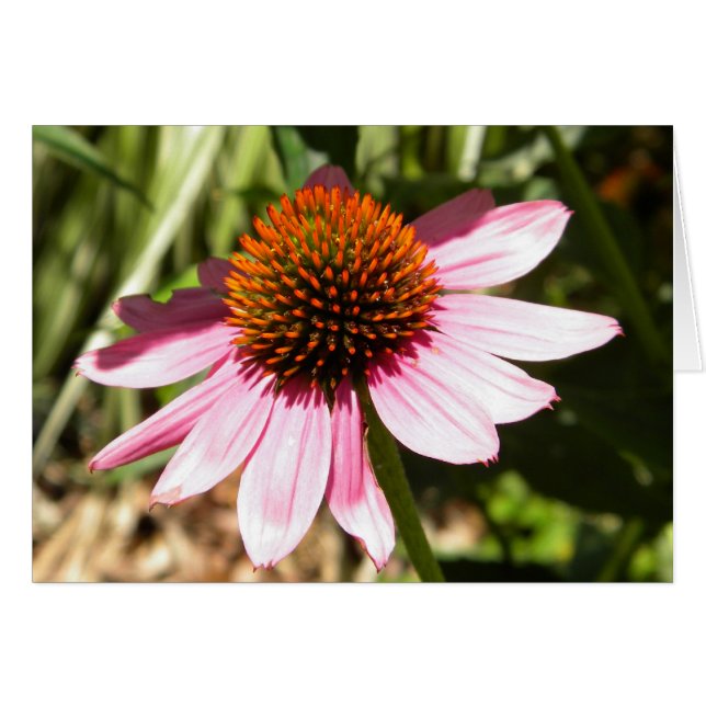 Pink Daisy (Vorderseite (Horizontal))