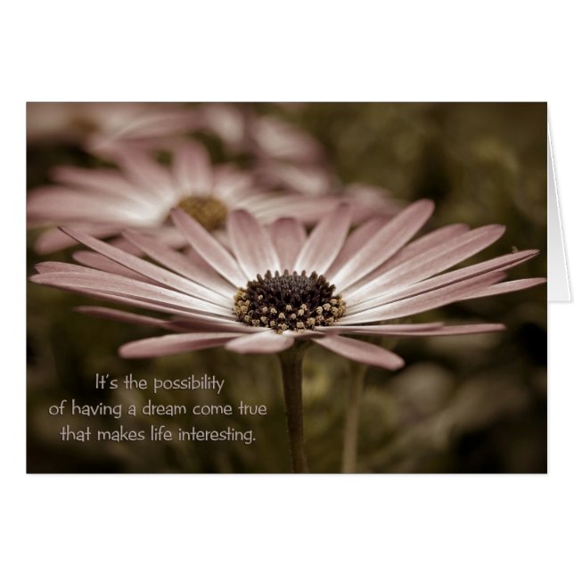 Pink Daisy (Vorderseite (Horizontal))