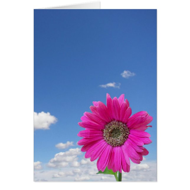 Pink Daisy (Vorne)