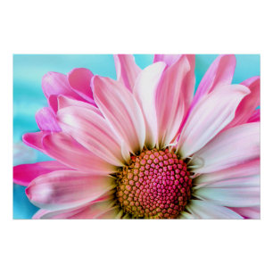 Pink Daisy Blume Bloom Poster