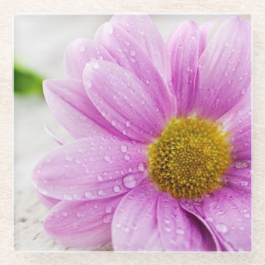 Pink Daisy Blume Glass Untersetzer (Vorderseite)