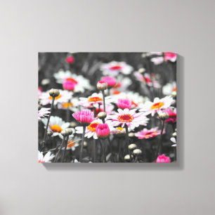 Pink Daisy Blume Leinwanddruck