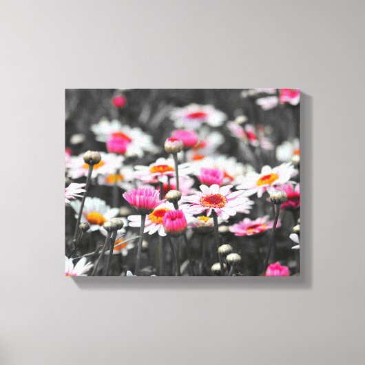 Pink Daisy Blume Leinwanddruck (Vorderseite)