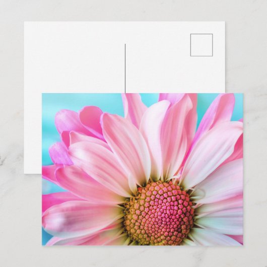 Pink Daisy Blume Postkarte (Vorne/Hinten)