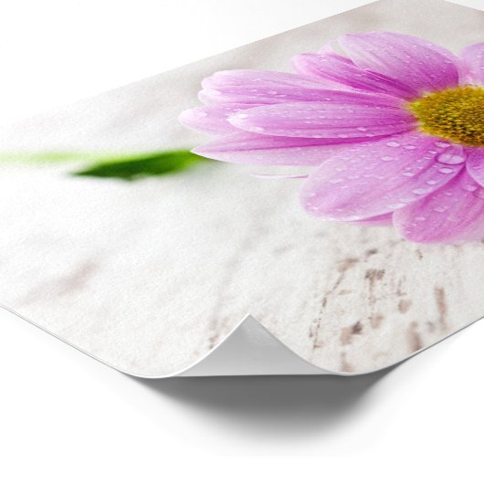 Pink Daisy Blume Value Poster (Ecke)