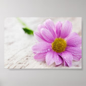 Pink Daisy Blume Value Poster (Vorne)
