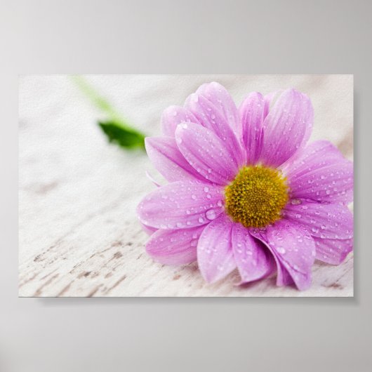 Pink Daisy Blume Value Poster (Vorne)