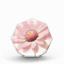 Pink Daisy Floral Design