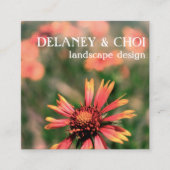 Pink Daisy Foto Landscaper Garden Wildblume Quadratische Visitenkarte (Vorderseite)