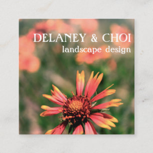 Pink Daisy Foto Landscapes Garden Wildblume Quadratische Visitenkarte