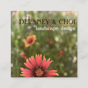 Pink Daisy Foto Landscapes Garden Wildblume Quadratische Visitenkarte