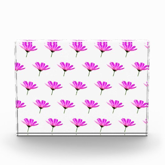 Pink Daisy Fotoblock (Vorderseite)