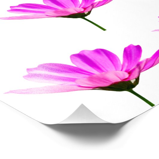 Pink Daisy Fotodruck (Ecke)