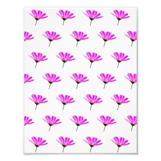 Pink Daisy Fotodruck (Vorne)