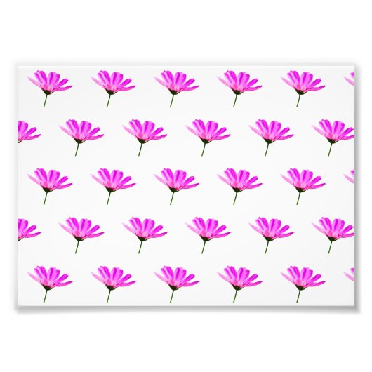 Pink Daisy Fotodruck (Vorne)