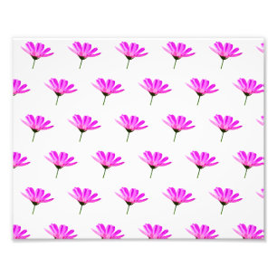 Pink Daisy Fotodruck